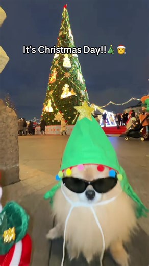 I wish everyone a merry Christmas and a happy 2026! #merrychrismas #itschristmas #ChristmasCountdown #christmastime #happy2026