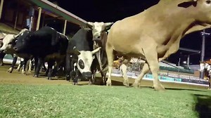 Bull Rush! Ekka rehearsals last night! It’s going to be awesome & that’s no BULL! #ekka #ekka18 #rooftopexpress #rooftopexpressshow #wildwagonchase #bulls #ekkanites #davidmanchon #wildcolonial #arenashow #entertainment | Rooftop Express Show