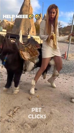 Animals Caught Funny 🤣😂 #animals #pets #shorts #viral