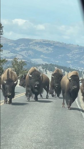 Yellowstone Wildlife Valleys: Lamar Valley is a wildlife viewing paradise #yellowstone #usa2025