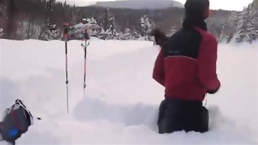 With the force of a living avalanche, the moose plows through the snow.. Moose are surprisingly fast for their massive size. On land, they can reach speeds of 55–65 km/h in short bursts, which is faster than most humans by a huge margin. In deep snow, though, their speed drops considerably because each step requires extra effort, but their strength and long legs allow them to plow through drifts that would stop many other animals. | Roar Wildlife News