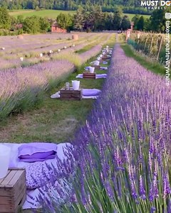 A Hidden Gem 💜💎 Lavender Fields - Italy 🇮🇹 🎥 instagram.com/takemyhearteverywhere | Must Do Travels