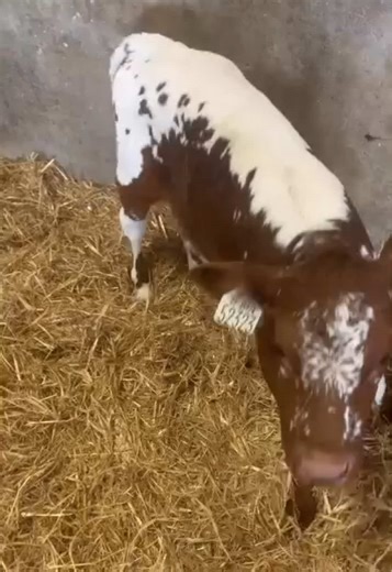 Take a look at this beautifully coloured Speckle Park calf sired by Scollop Krackerjack (SP1521) sent in by Conor Ryan as part of our photo competition 👏👏 Send us in your photos to be in with a chance of winning a Progressive Genetics semen voucher worth €200🎁😍 Krackerjack is a very easy calving sire with a dairy cow calving difficulty of only 2.5%! An excellent option to use this Spring if you want a batch of calves just like this!!! 📞Contact your local PG breeding advisor to find out more
