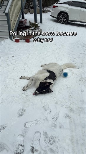 Dogs Enjoying Snowy Days: Fun and Playful Moments