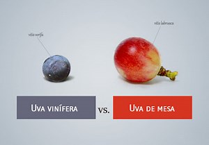 Vitis Vinífera x Vitis Lambrusca