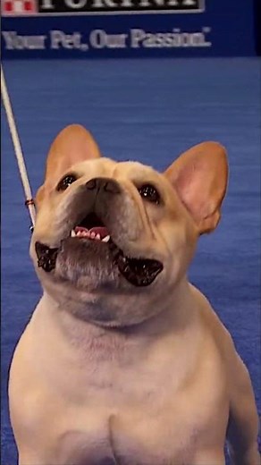 French Bulldog 🐶 takes home Best in Show! 🏆