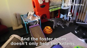 14K views · 482 reactions | What do you do when you're determined to be the best foster parent ever? Why, you turn your bedroom into a dedicated kitten room, of course! -emily | Best Friends Animal Society | Facebook