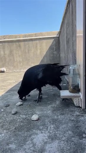 Stop Complaining. Stop Complaining.... See this *bird* it has displayed a full understanding of *matter , volume , mass density* . The brain 🧠 must be used in times of survival. The bird was thirsty and what matters is *water*... It got solutions... There is solution to most things if you think out of the box..... 🤷‍♂️ | Afadapakuro SHOW