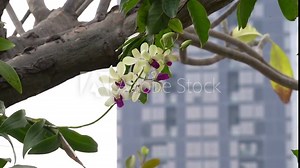 Orchid Growing In Urban And Asian City Of Bangkok, Thailand