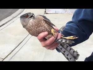 Trapping a Cooper's Hawk in My Front Yard (2 of 2)