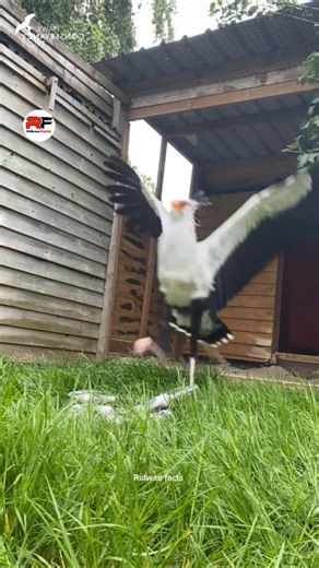 Snake stomping action of Angola the Secretary bird 🐍🦵