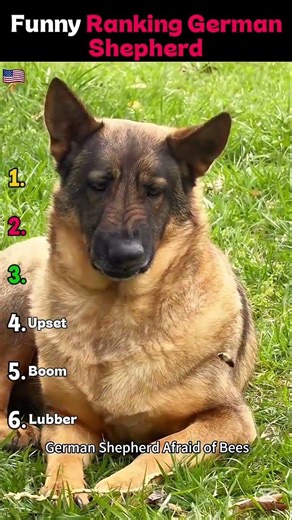 Funny German Shepherds Ranked😂#viralvideo
