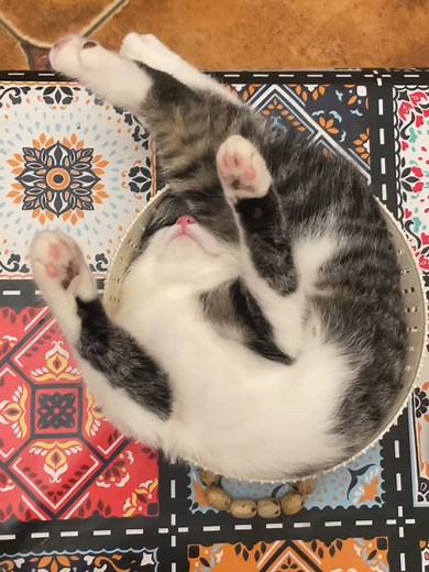 Can I take a little nap inside your phone? #SleepyKitty #Cat