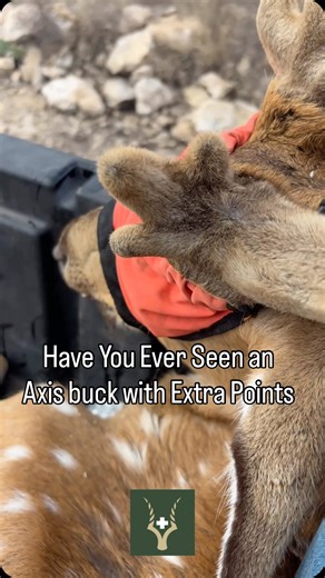 Have you ever seen an axis buck with extra points? | The Wildlife Vet