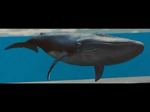 Finding Nemo Whale Sound Effect From Cyberchase Molly Of Denali Hero Elementary And Alma’s Way