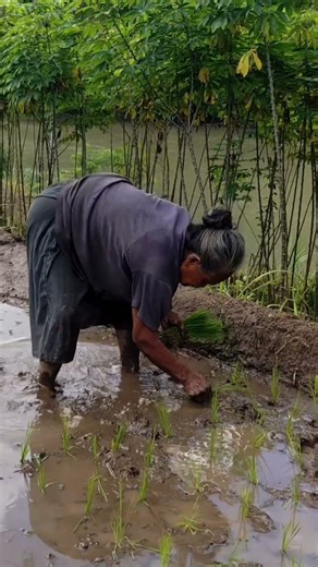 Manual rice transplanter