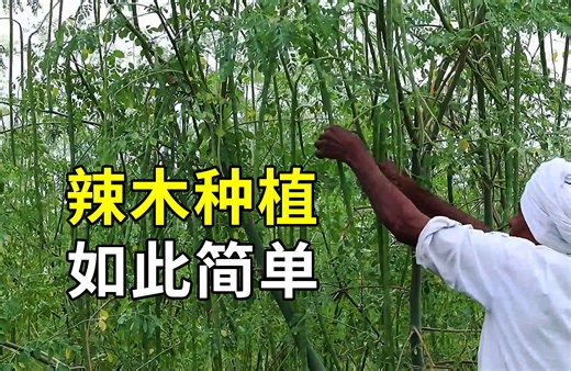 印度的“鸡腿”，辣木的种植与收获