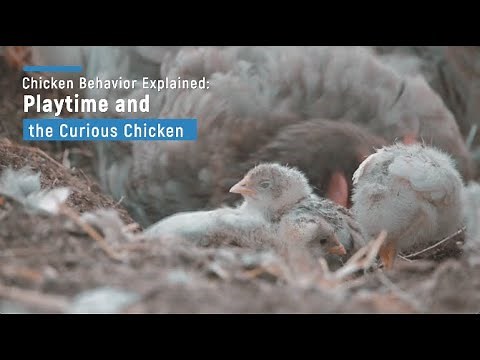 Chicken Behavior Explained: Playtime and the Curious Chicken