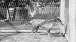Unearthed footage shows last-known glimpse of Tasmanian tiger