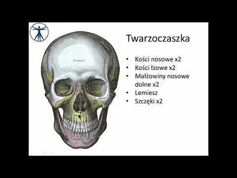 Twarzoczaszka - szczęka i małe kości [wstęp] PL