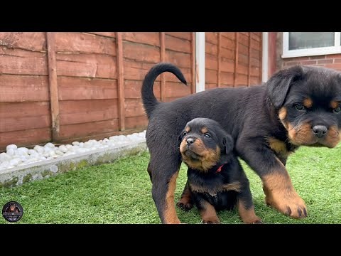 4 Weeks Old Rottweiler Puppies Meet 6 Weeks Old Rottweiler Puppies