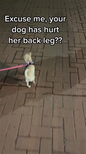 Understanding Luxating Patella in Chihuahuas