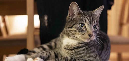 Mackerel Tabby - Is The Original Cat Coat Pattern Also The Best?