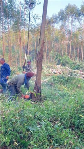 Harvesting Timber: Teamwork and Chainsaws in a Eucalyptus Forest