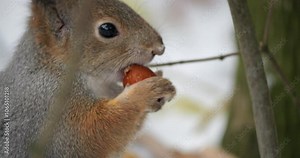 Fluffy eurasian red squirrel nibbling a nut on a snowy branch, showcasing winter wildlife in its natural habitat with a slow motion close up