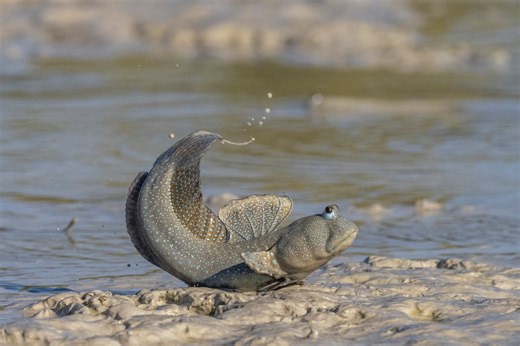 Meet nature's strangest strollers: The fish who use fins as feet to 'walk' on land | Discover Wildlife