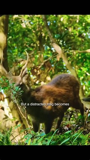 The sika Deer becomes a joyride #Fyp #animaldocumentary #forestlife #deer