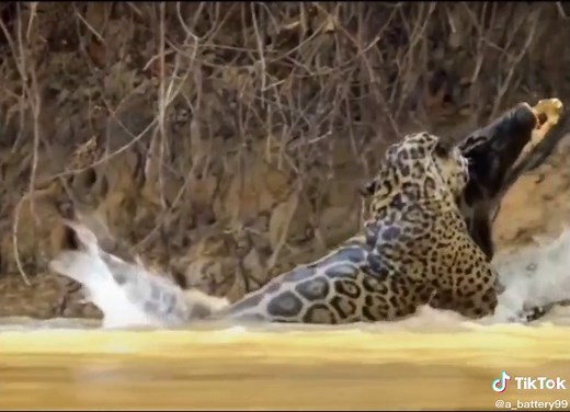 Leopard vs Crocodile: Nature's Fierce Battle
