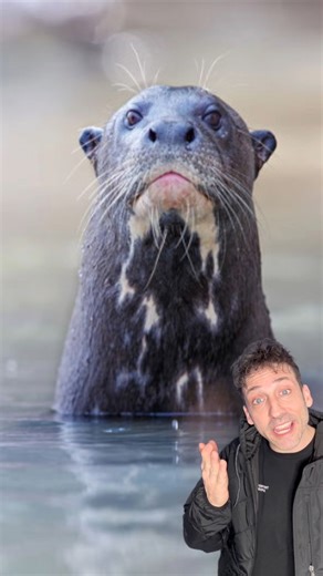 Meet the Giant River Otter 👀 | Odd Danny