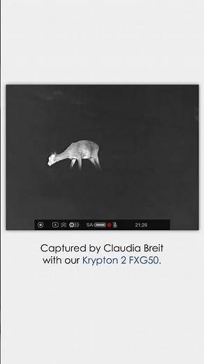 Roe deers captured with Pulsar Krypton 2 FXG50. #pulsarvision