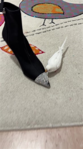 #прикол #туфли #попугай #красивый