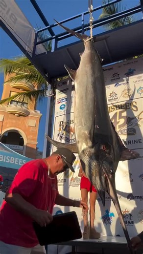 No Limits Fishing, a Viking 61, took top billfish honors at the Bisbee’s Los Cabos Offshore tournament. Captain Jeffry Villarroel put Brian Spicer on a 432-pound black marlin on the final day of fishing. That fish translated to a six-figure check. 139 teams and 880 anglers fished both the Pacific and Sea of Cortez off Baja’s southern tip, catching 369 billfish over three days — 99 blue marlin, 116 sailfish, 148 striped marlin and six black marlin. #viking61 | Viking Yacht Company