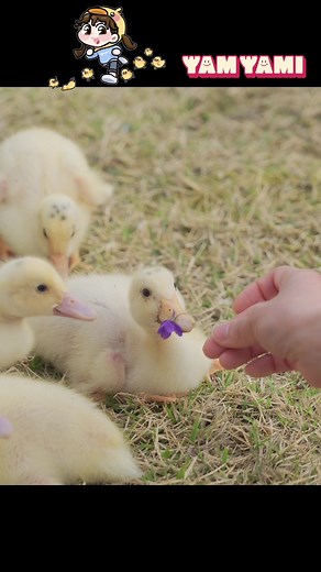 #🐥 #오리 #오리키우기 #오리가노 #오리산책 #산책 #오리엄마 #duck #アヒル #鸭 #pato #canard #enten #утка #anatra #convịt #เป็ด #itik
