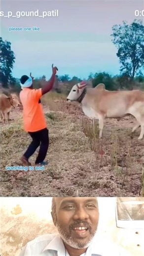 madu dance #cow #funny #animals #viral #trending #shorts #ytshorts #villagelife #comedy #funnyvideo