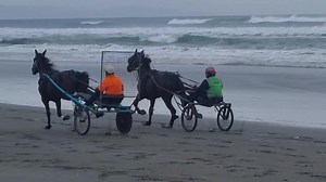 Harness Racing Unhinged on Reels