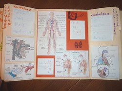 Free Home school lessons Science Unit Study Human Body, body systems