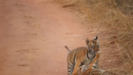 Kuhwani female 's cub from Kolsa zone of Tadoba Andhari Tiger Reserve. While people go crazy after maya , choti tara & Sonam , here is a tigress successful contributed more than any of above tigress at kolsa zone of Tadoba. These are kuhwani's fifth plus litters . She has contributed immensely for growth of tiger population in this region. | The Jungle - Safari & Stay