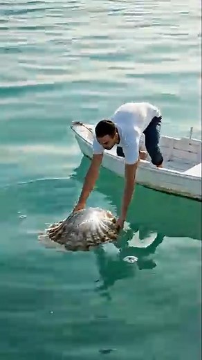 Sea’s Gift #ocean #sealife #asmr #rescue #animalrescue | Bluppy Wish