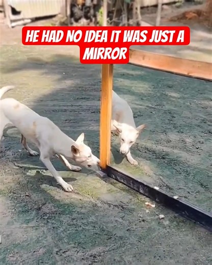 DOG VS MIRROR — He Had NO IDEA It Was Just a Mirror 💀 #dogshorts #funnydog #shorts