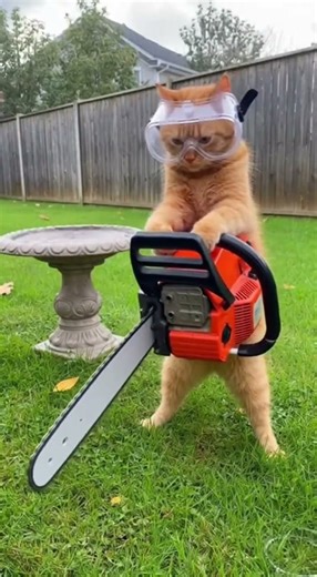 Cat's Chainsaw EXPLODES Bird Bath!