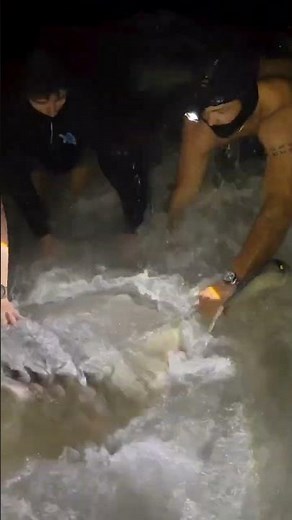 Stranded Hammerhead Shark – Rescuers Save the Animal #breakingnews #wildlife #shark