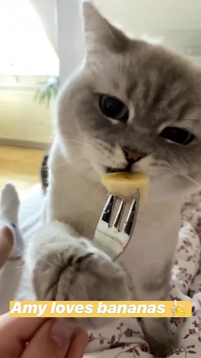 Cat Eating Bananas: Why Cats Are Scared of Cucumbers?