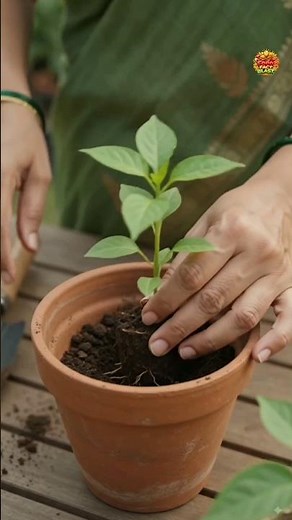 🌿 5 Smart Plant Care Tips for Healthy Plants | Easy Gardening Hacks #shorts