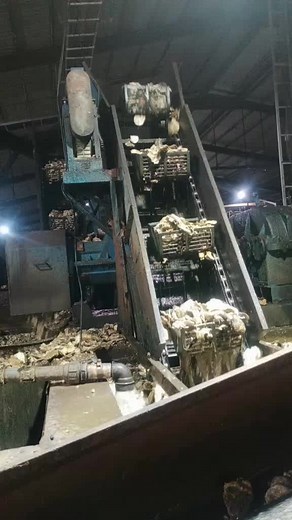 Industrial Garlic Processing Machine in Action