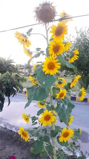 common sunflower (Helianthus annuus) #natural #ihavethisthingwithplants #natural