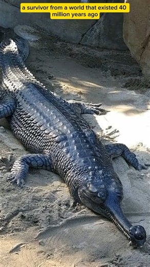The Gharial: The Reptile with a Secret Weapon! #wildlife #entertainment #animals